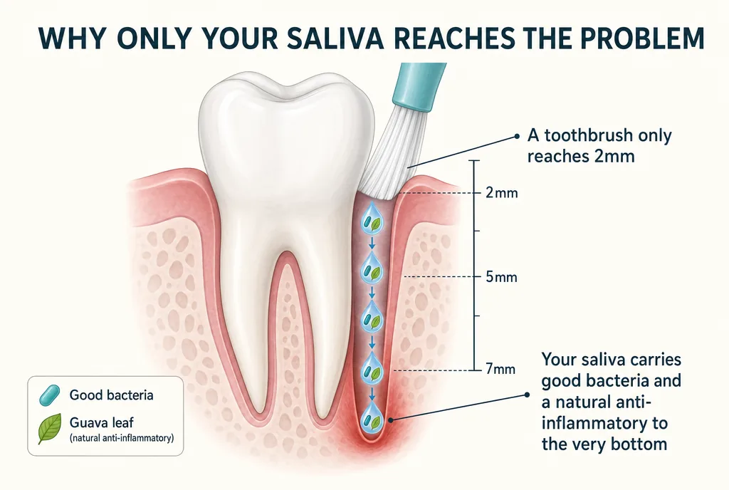 Cross-section diagram: a toothbrush reaches only 2mm, while saliva carries good bacteria and a natural anti-inflammatory to the 7mm bottom of the pocket